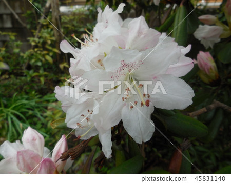 Rhododendron Rhododendron 45831140