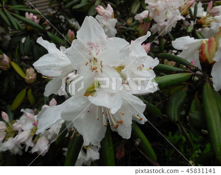 Rhododendron Rhododendron 45831141