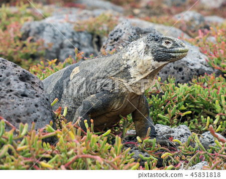 Galapagos Liquiguana 45831818