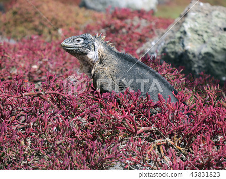 加拉帕戈斯Liquiguana 45831823