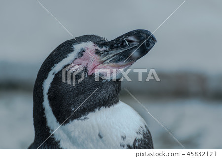Humboldt Penguin 45832121