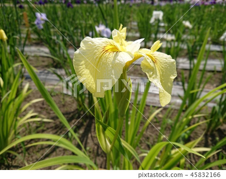 Ayame Nagai old species Shining of Aichi Ayame Nagai old species Shining of Aichi 45832166