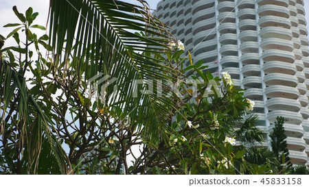tropical plants on the background of a skyscraper. urban tropical landscape 45833158