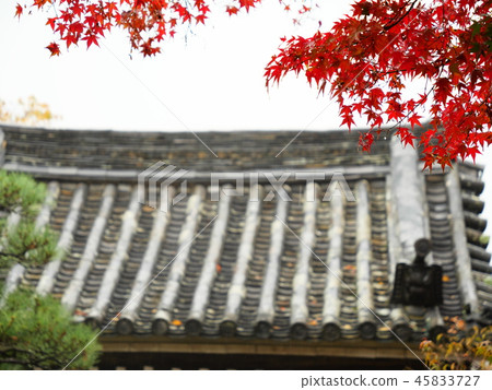 Zentsuji Temple Autumn leaves 45833727