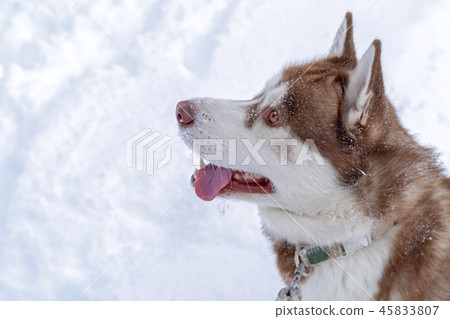 Portrait red Siberian Husky, top side view. Portrait red Siberian Husky, top side view. 45833807
