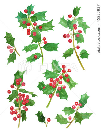 Ilex cornuta chinese horie 45833937