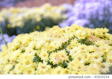 Chrysanthemum flower field 45834254