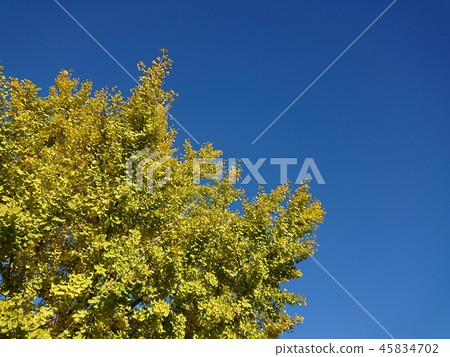 Ginkgo biloba and blue sky Ginkgo biloba and blue sky 45834702