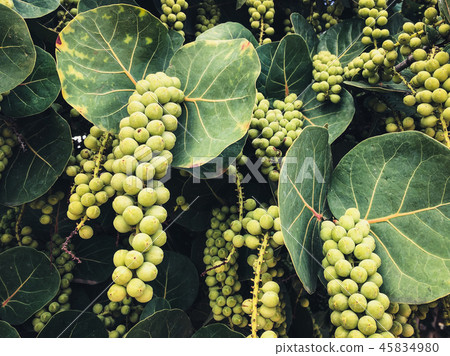 Coccoloba tree - sea grapes hanging from tree - 45834980