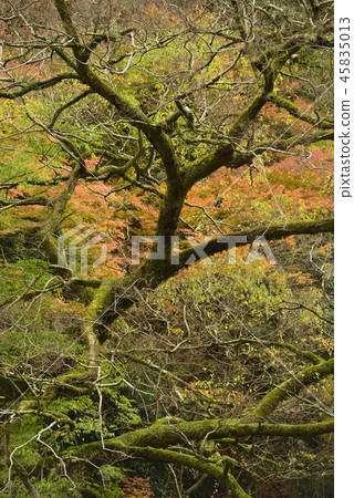 [Minoh City, Osaka Prefecture] Autumn leaves at the Minoh performance 45835013