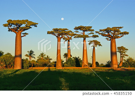 Baobab Highway and the Moon 45835150