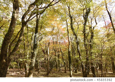 Autumn leaves on the lakeside petting garden Autumn leaves on the lakeside petting garden 45835392