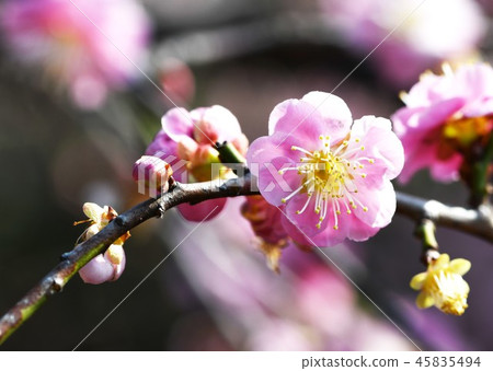 梅花 梅花 45835494