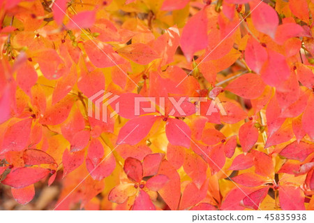 Douant's azalea red 1 Douant's azalea red 1 45835938