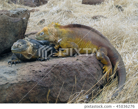 Galapagos Liquiguana 45836276