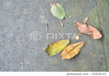 Yellow leaves on the background. Yellow leaves on the background. 45836325