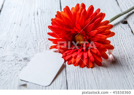 Red flower with blank paper Red flower with blank paper 45838360