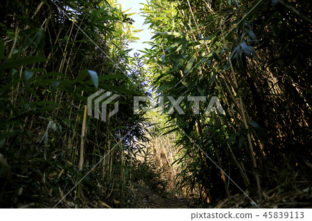 It is a beautiful scenery of Jeju Bajangji Oumn (Dansan) 45839113