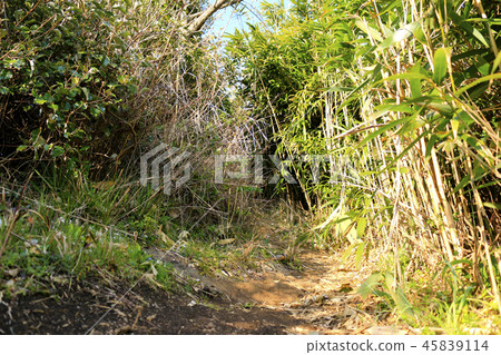 It is a beautiful scenery of Jeju Bajangji Oumn (Dansan) 45839114