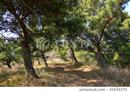 這是濟州Bajangji Oumn(Dansan)的美麗風景 這是濟州Bajangji Oumn(Dansan)的美麗風景 45839379