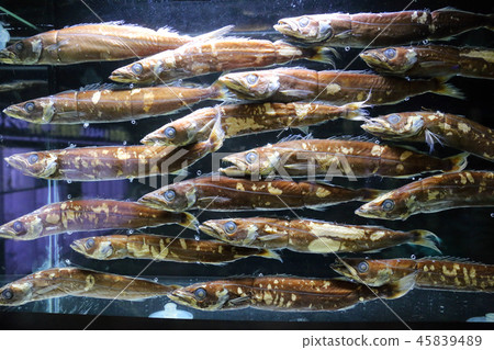 Flyfish trout 45839489