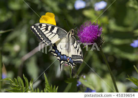 Papilio machaon butterfly Papilio machaon butterfly 45839654