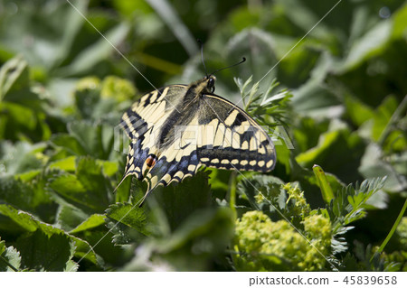 Papilio machaon butterfly Papilio machaon butterfly 45839658