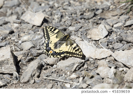 Papilio machaon butterfly Papilio machaon butterfly 45839659