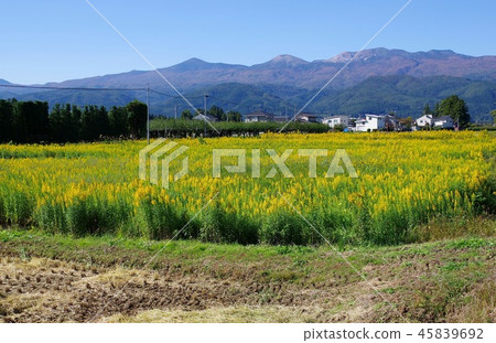 Breeding of alien species Population of alien species 45839692