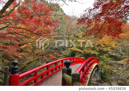Autumn leaves Autumn leaves 45839836
