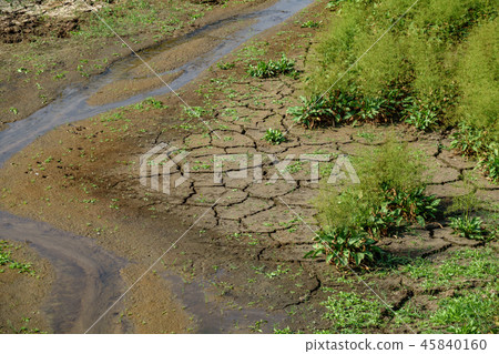 Stream of water with cracked earth and new plants Stream of water with cracked earth and new plants 45840160