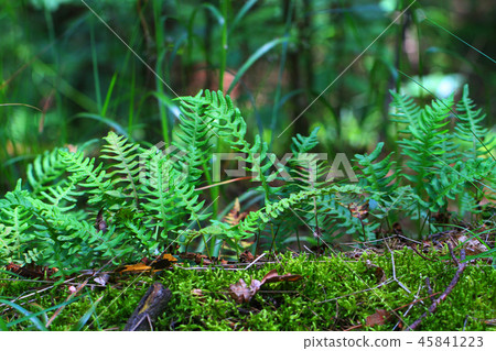 wall fern plant with sweet root 45841223