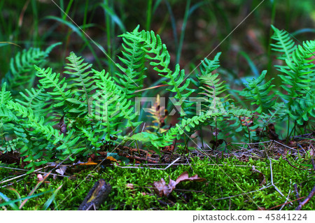 wall fern plant with sweet root wall fern plant with sweet root 45841224