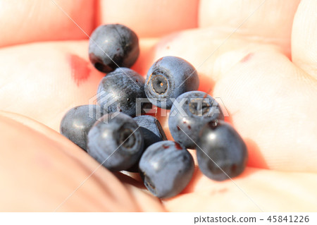 blueberries in human hand 45841226