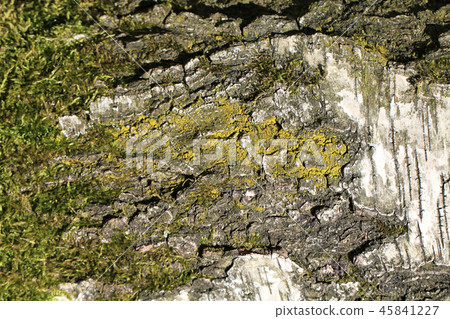 birch tree bark texture 45841227