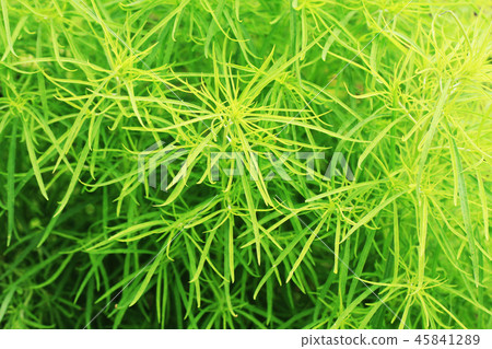 green plant texture 45841289