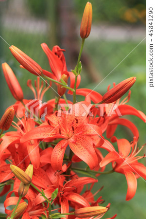 wall fern plant with sweet root wall fern plant with sweet root 45841290