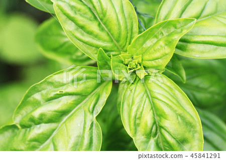 basil plant texture 45841291