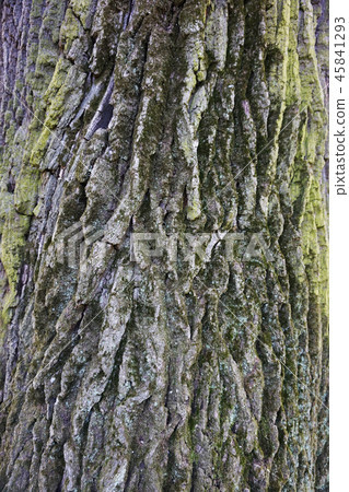 old green oak tree bark texture 45841293