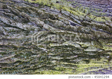 old green oak tree bark texture 45841294