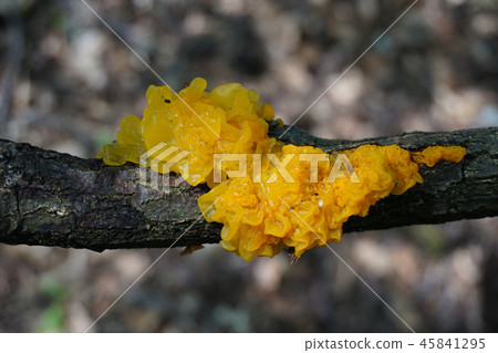 Tremella mesenterica as yellow exotic mushroom 45841295