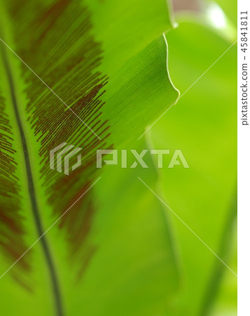 tropical plants, large bird's nest fern leaves tropical plants, large bird's nest fern leaves 45841811