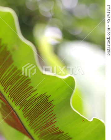 tropical plants, large bird's nest fern leaves  45841813