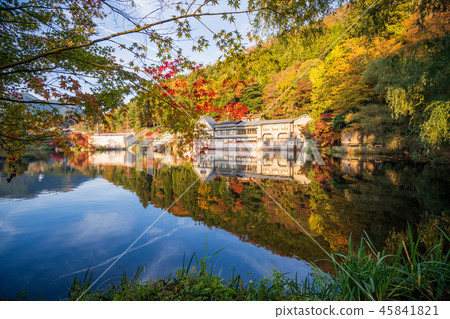 Japan Beautiful Maple Leaf Travel Kyushu Kinrin Lake Maple leaf Maple leaf Autumn leaves Maple Japan Beautiful Maple Leaf Travel Kyushu Kinrin Lake Maple leaf Maple leaf Autumn leaves Maple 45841821