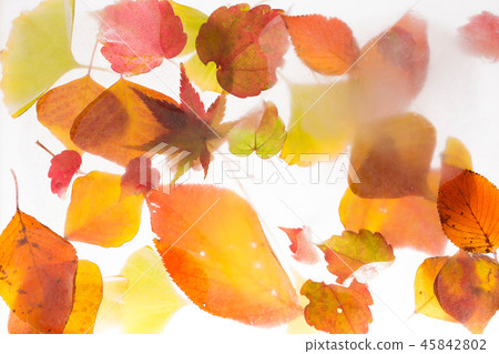 冷凍落葉 45842802