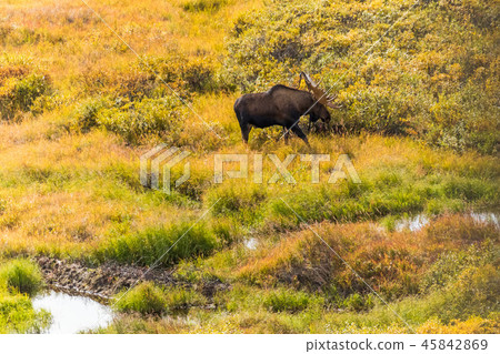 阿拉斯加德納利國家公園（麥金利）德納利國家公園 45842869