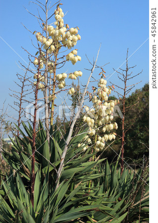 Yucca (Atsubaki Miga Yoran) 45842961