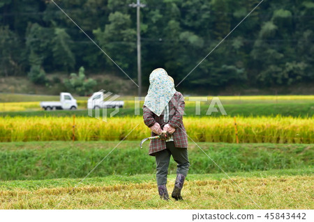 Farmer's grandfather Farmer's grandfather 45843442