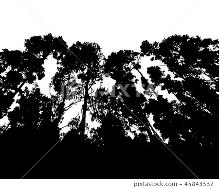 Forest silhouette isolated on white background 45843532