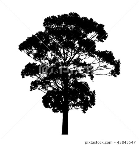 Silhouette of tree with leaves isolated on white Silhouette of tree with leaves isolated on white 45843547